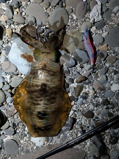 アオリイカの釣果