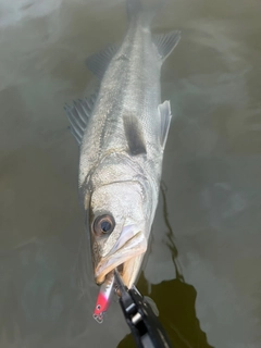 フッコ（マルスズキ）の釣果