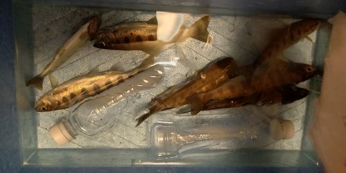 ヤマメの釣果