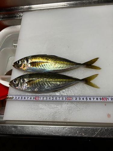 マアジの釣果