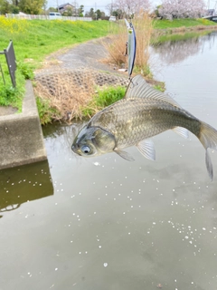 フナの釣果