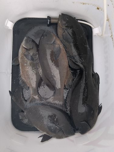 メジナの釣果