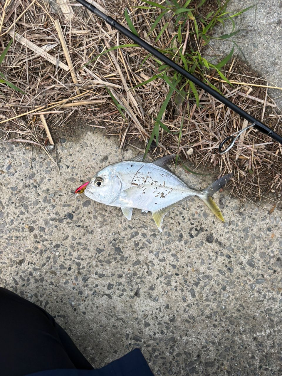 メッキの釣果写真