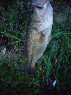 ブラックバスの釣果