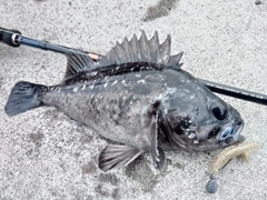 クロソイの釣果