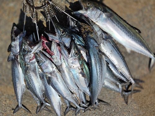 サゴシの釣果