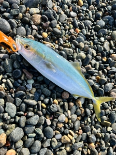 サゴシの釣果
