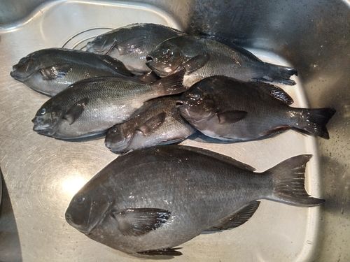 メジナの釣果