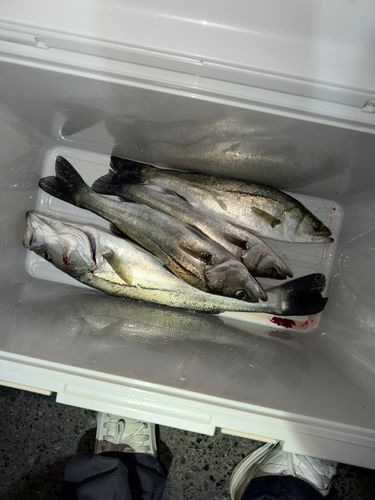 シーバスの釣果