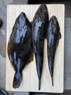 ヒラメの釣果