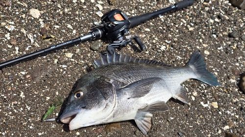 チヌの釣果