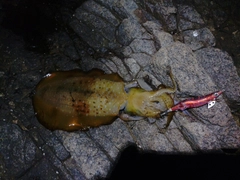 アオリイカの釣果