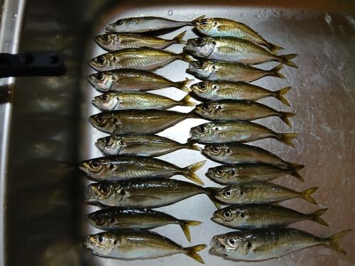 アジの釣果