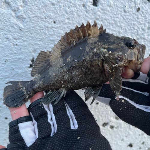 ムラソイの釣果