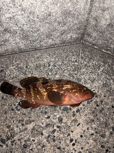 アコウの釣果