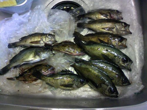 シロメバルの釣果