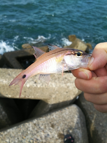 ネンブツダイの釣果