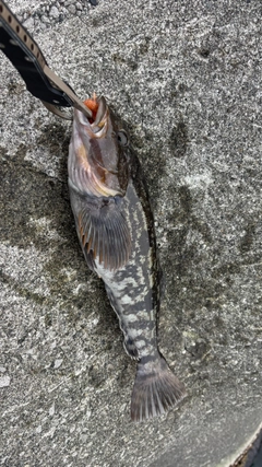 アイナメの釣果
