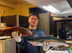 ヒラマサの釣果