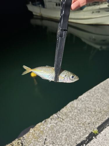 マアジの釣果