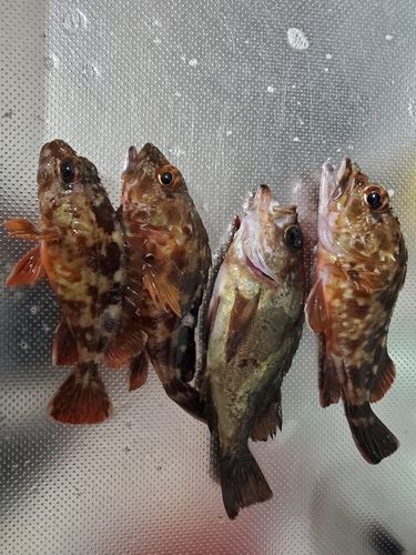 アカメバルの釣果