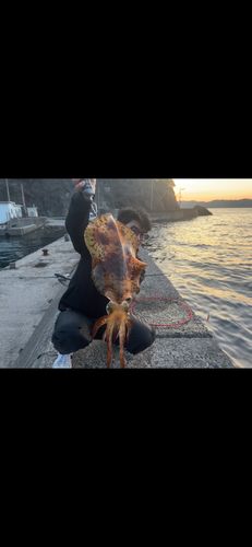 モイカの釣果
