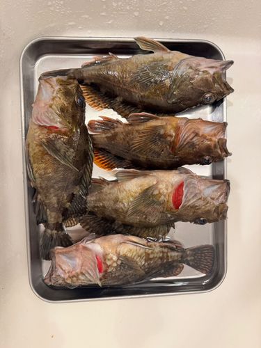 カサゴの釣果
