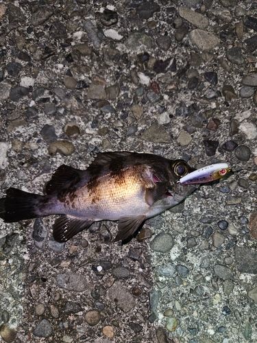 アカメバルの釣果