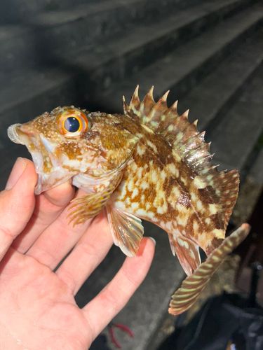 カサゴの釣果