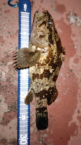 タケノコメバルの釣果
