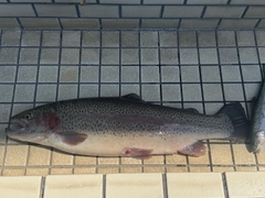 ニジマスの釣果