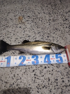 フッコ（マルスズキ）の釣果