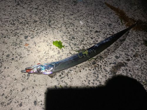 タチウオの釣果