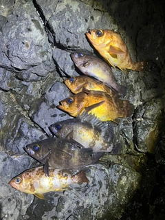 アカメバルの釣果