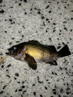 アオメバルの釣果