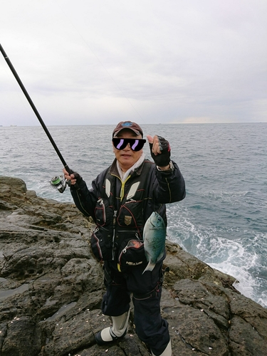 クロメジナの釣果