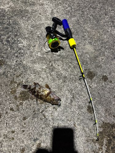GTの釣果