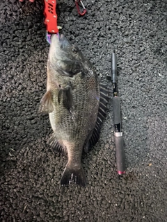クロダイの釣果