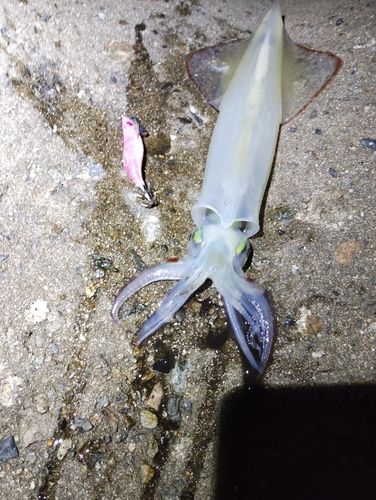 ヤリイカの釣果
