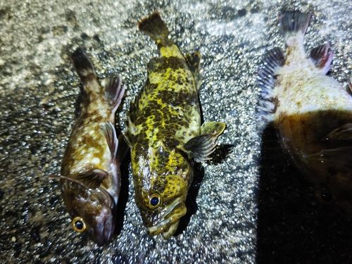 カサゴの釣果