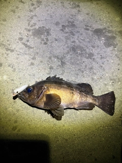 クロメバルの釣果