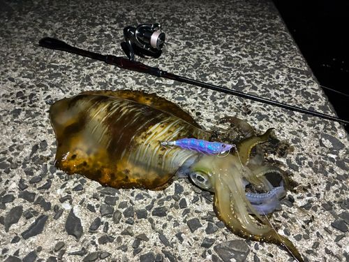アオリイカの釣果