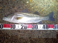 フッコ（マルスズキ）の釣果