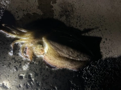 コウイカの釣果