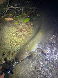 ナマズの釣果