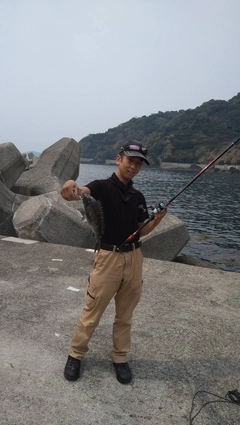 グレの釣果