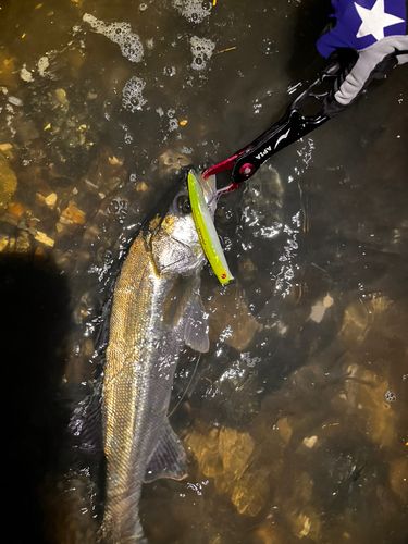 セイゴ（タイリクスズキ）の釣果