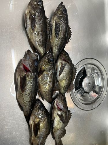クロメバルの釣果