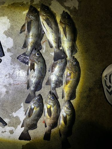 クロメバルの釣果