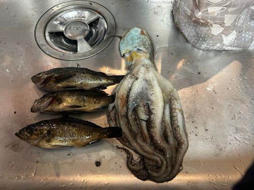 タコの釣果